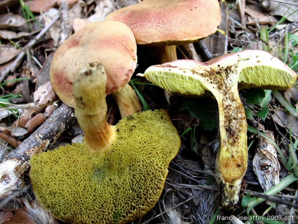 Nel secco bosco di leccio